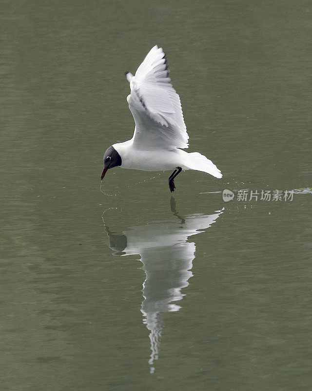 一只红头鸥在捉蜉蝣