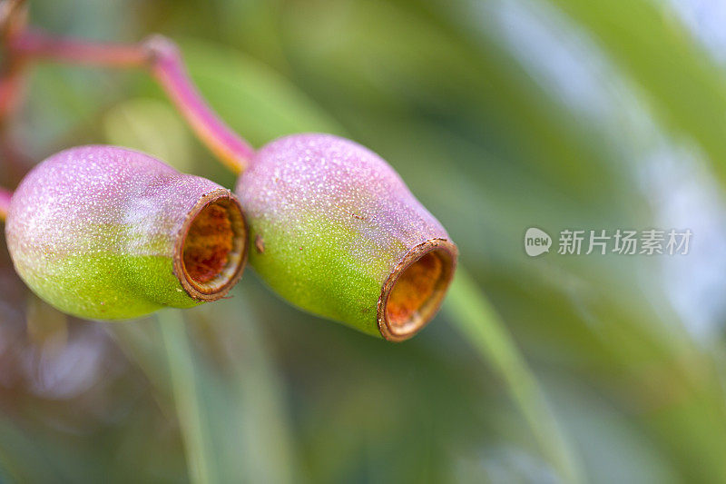 特写澳大利亚口香糖坚果，美丽的自然背景与复制空间