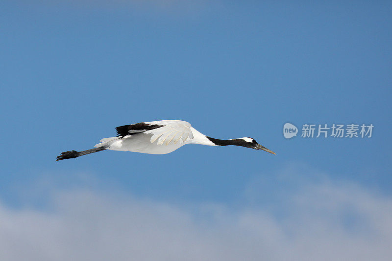 在日本北海道飞行的丹顶鹤