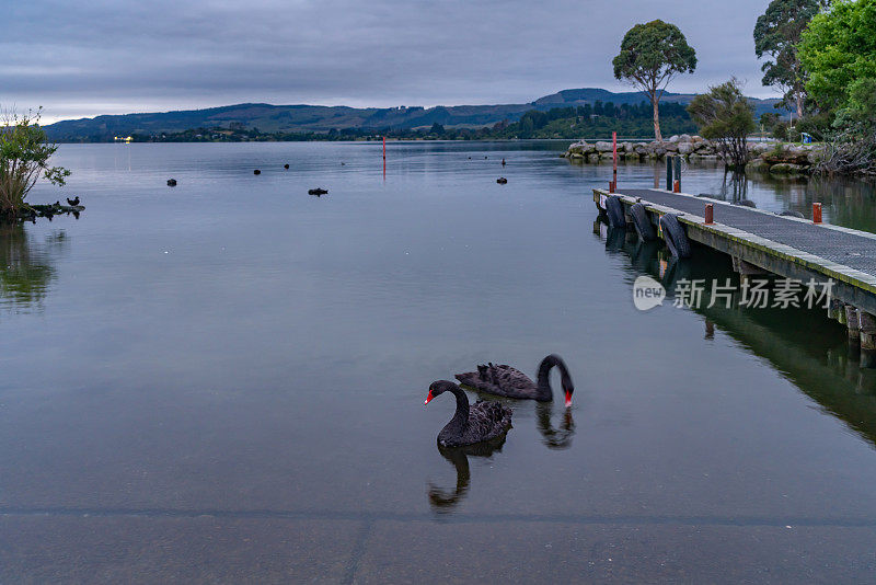 黎明时分，新西兰罗托鲁瓦湖上的黑天鹅