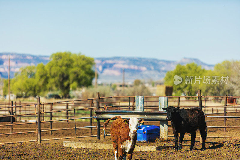 经济低迷时期美国西部饲养场的肉牛