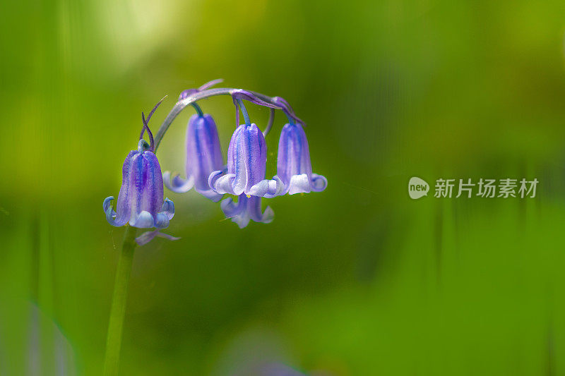 阳光下的一组紫色的蓝铃花站在一个自然的绿色背景，使用浅景深的领域。有足够的复制空间