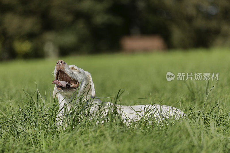 黄色拉布拉多寻回犬在草丛中休息