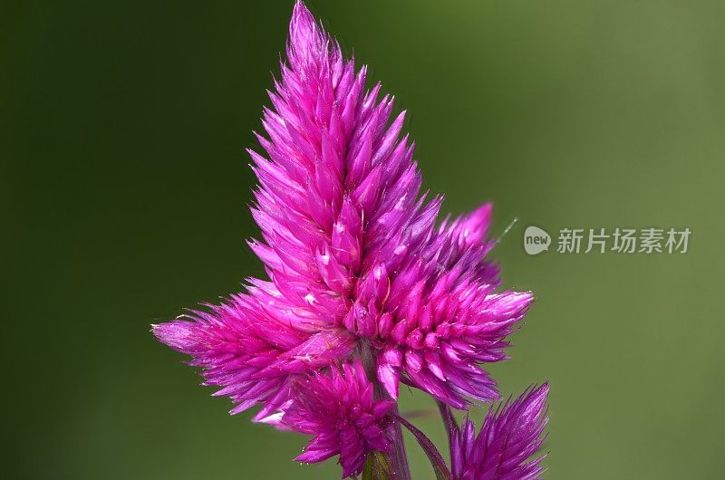 粉红色开花植物特写镜头