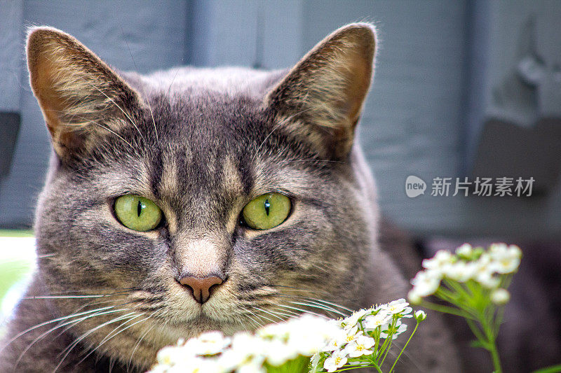 外面的花里有只绿眼睛的灰猫。狩猎。