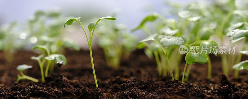新鲜的绿色湿羽衣甘蓝幼苗刚刚发芽，慢慢上升到土壤之上。