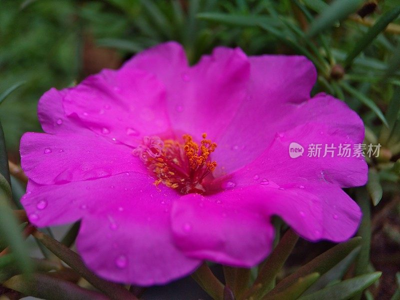 花开花落湿了雨水