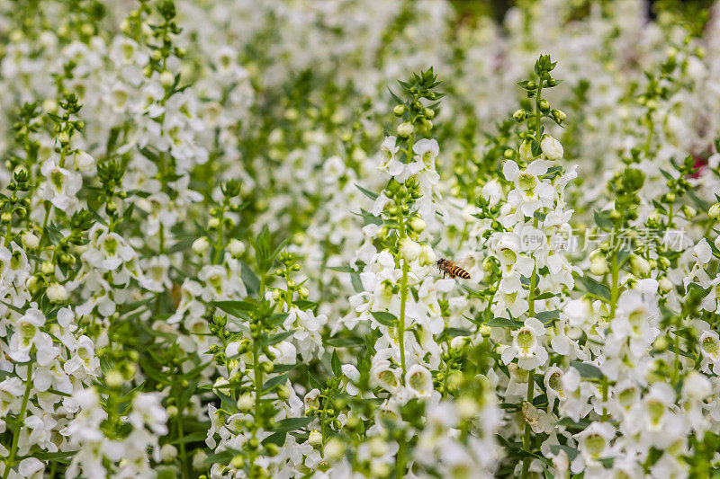 花坛上盛开着白色的金鱼草蜜蜂花。大金鱼草，也叫金鱼草，是一种古老的花园宠儿，在最佳凉爽的夏季生长条件下。