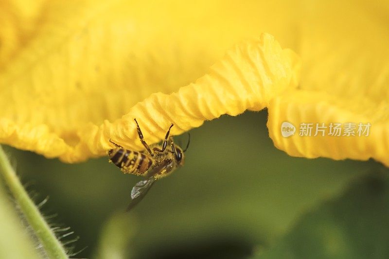 蜜蜂从南瓜花中采集花蜜