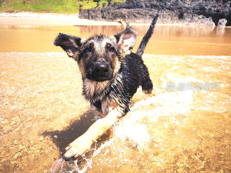 德国牧羊犬幼崽