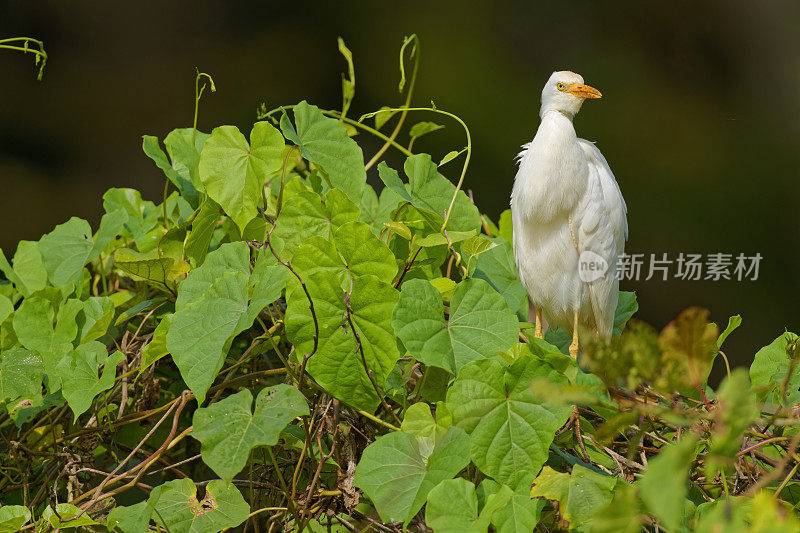 夏威夷考艾岛