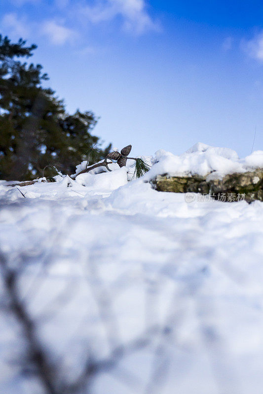 雪地上的三颗松果