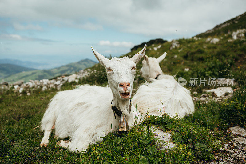 山路上的山羊肖像