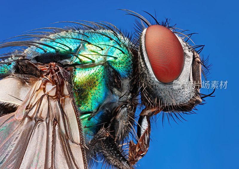 蓝色背景下分离的绿瓶蝇(绿瓶蝇，绿瓶蝇，丽蝇科)的显微轮廓图