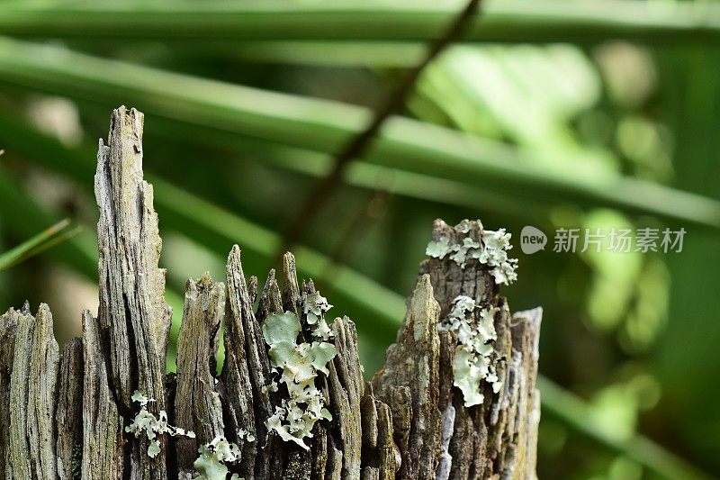 风化，参差不齐的树桩与褶边地衣在顶部