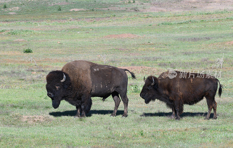 美国南达科他草原上的野生野牛
