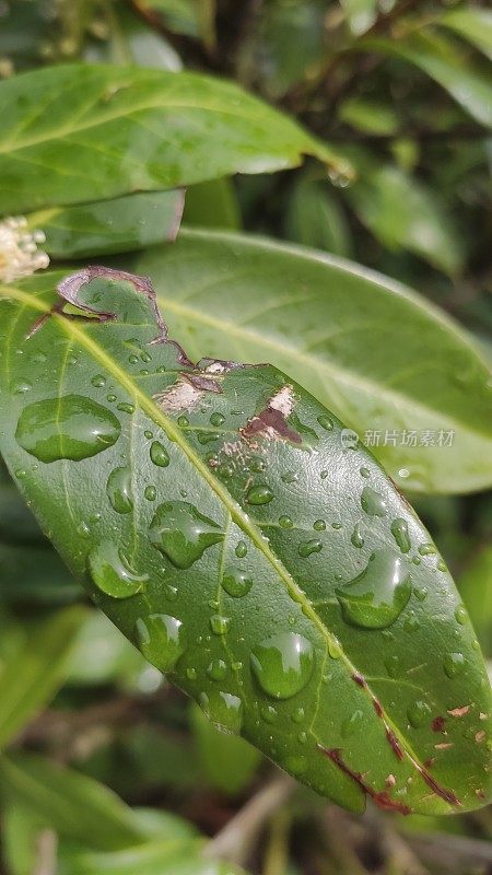 小雨打在树叶