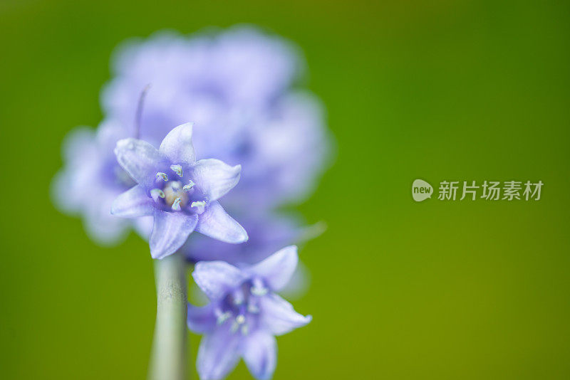 蓝铃花与复制空间