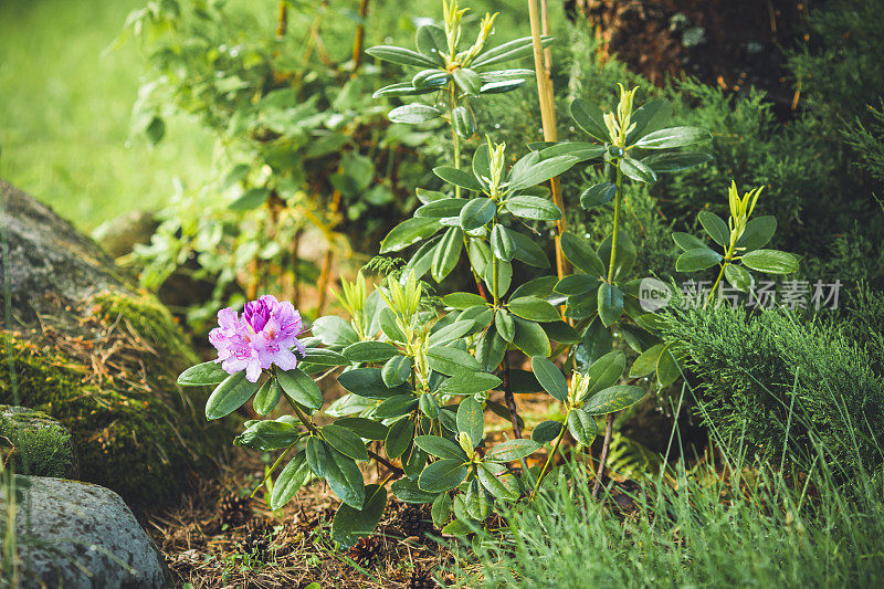 美丽的花园与鲜花杜鹃花