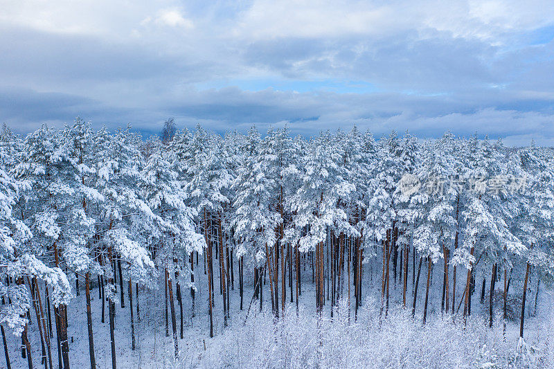 冬天的松林上覆盖着厚厚的积雪。