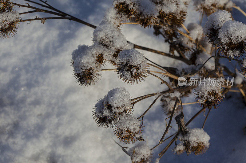 靠近雪中的枯萎蓟