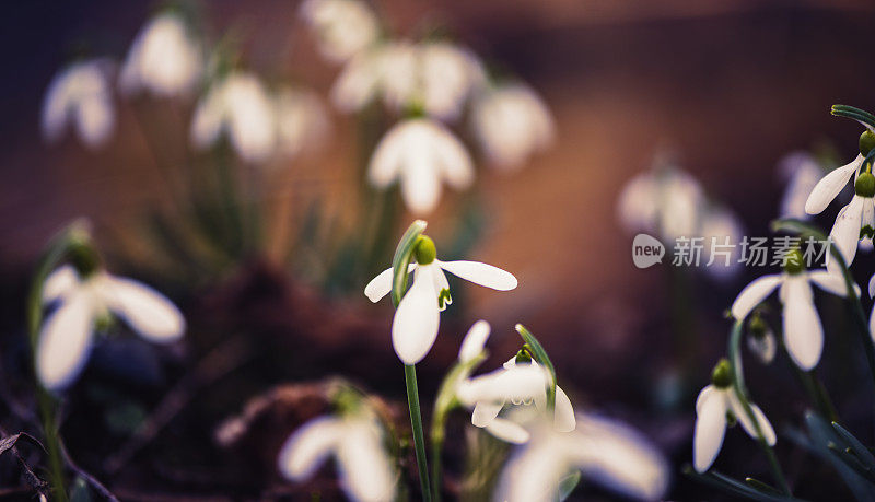 雪花莲