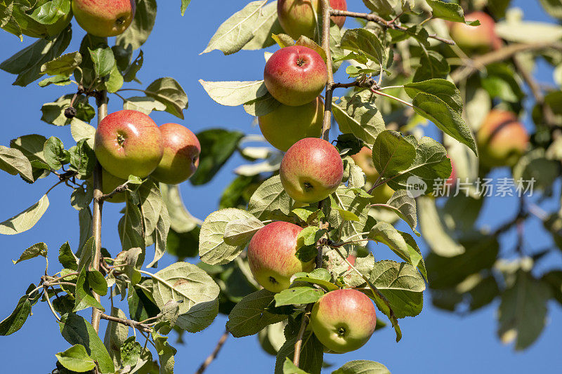苹果树上成熟的苹果。