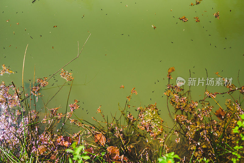 湖水中的蝌蚪、青蛙和植物