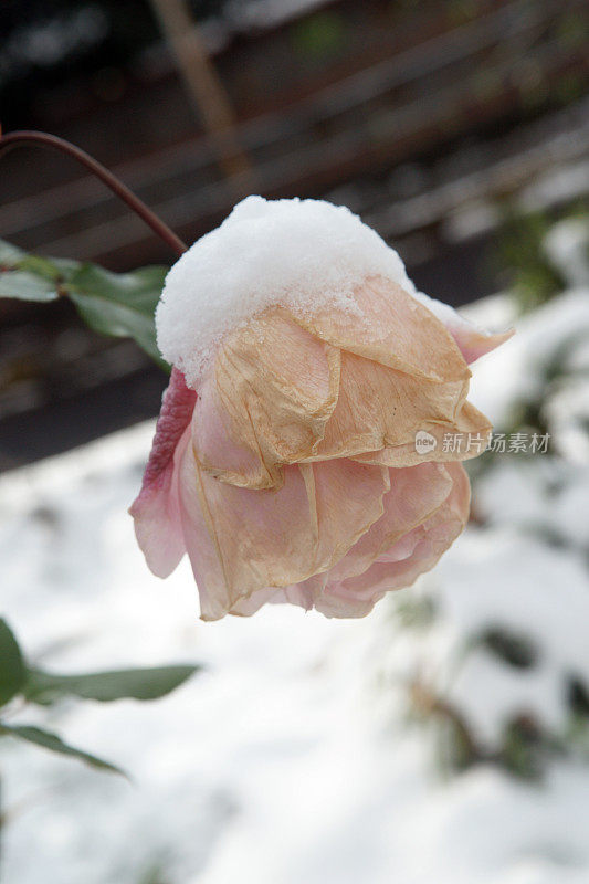 冰封的粉红玫瑰在雪地里