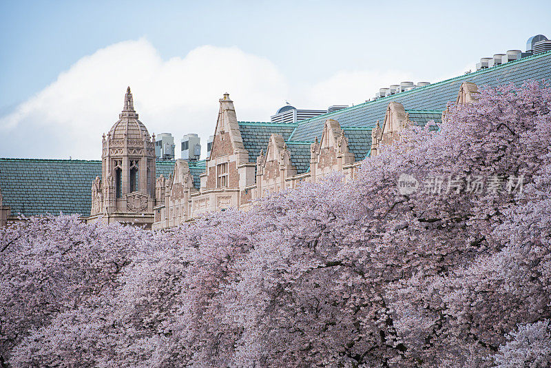 华盛顿大学樱花盛开