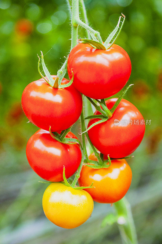 新鲜成熟的番茄在藤上生长在温室中的番茄植株上
