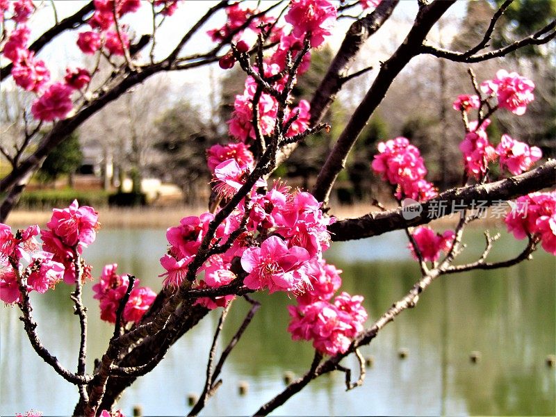 日本。2月。梅花露出池塘水面。