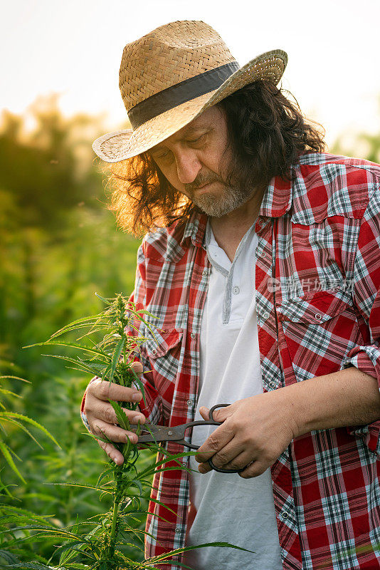 男子采集医用大麻