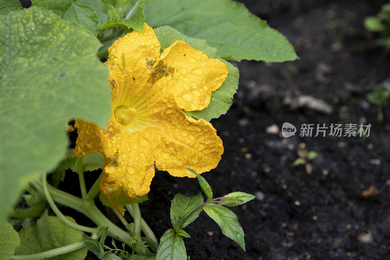 一个小胡瓜花的特写生长在家里的花园