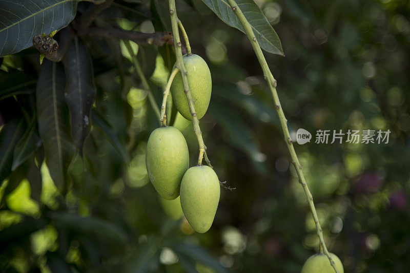 生的绿色芒果挂在树上的特写镜头