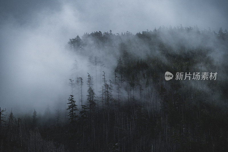 温哥华岛的雾雨林