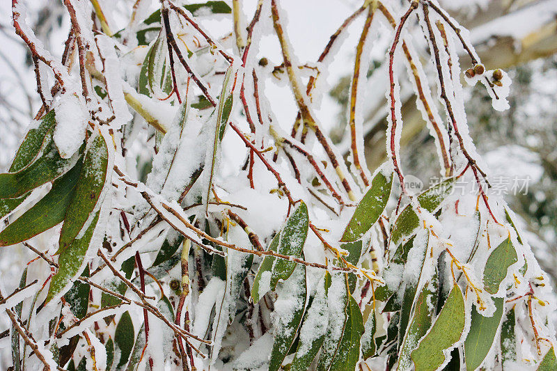 高山雪胶在冬天落叶