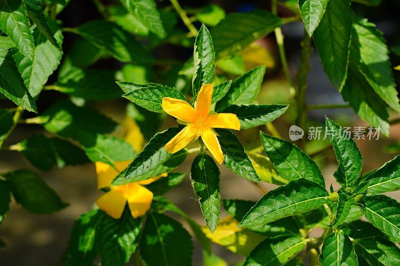 黄色的桤木flower-close-up