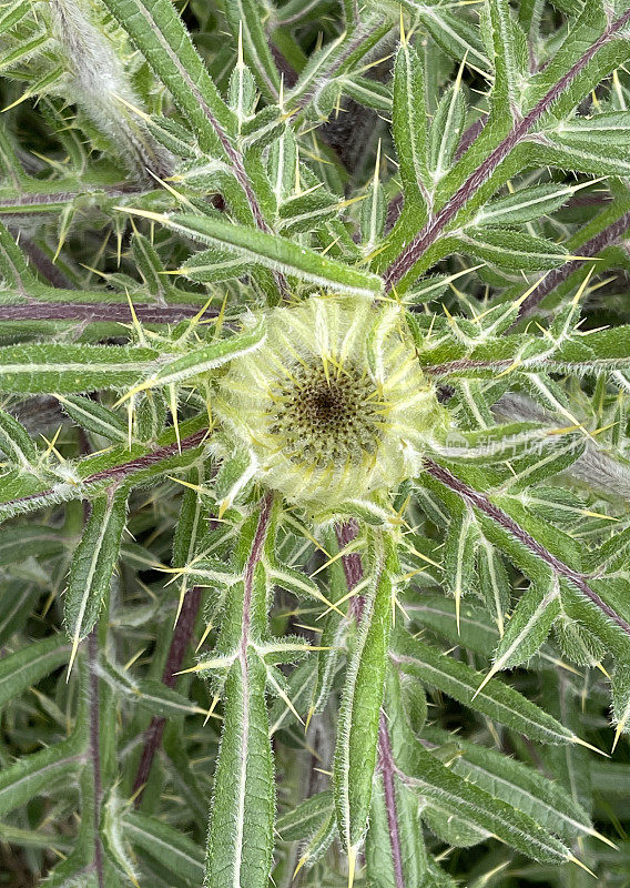 蓟特写-夏天在萨默塞特，英格兰，英国