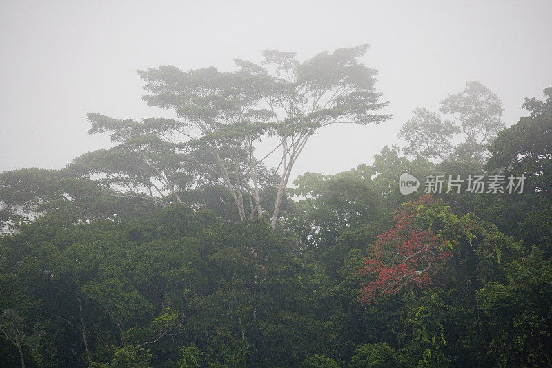 位于南美洲厄瓜多尔东南部的帕斯萨河附近的雨林