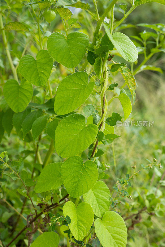 热带爬行植物