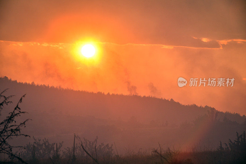 在森林大火中烧毁了森林