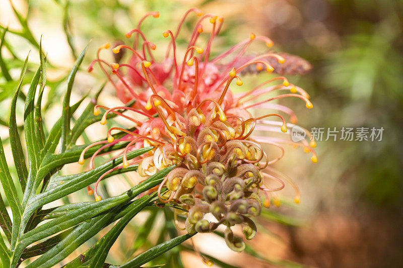 特写美丽的班克西亚花，微距摄影，背景复制空间