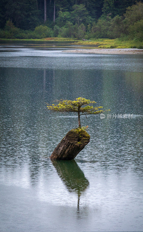 仙女湖上的雨滴