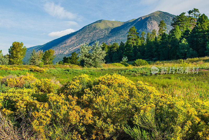 橡胶Rabbitbrush