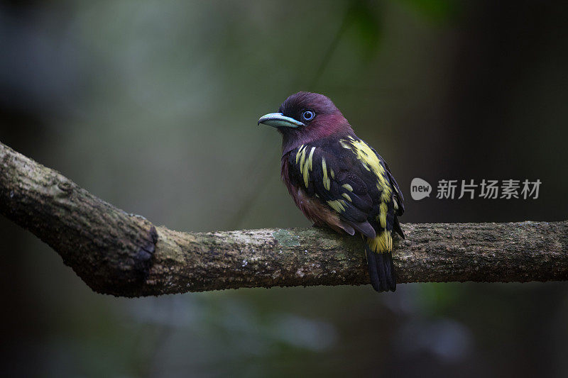 阔嘴鸟:成年阔嘴鸟(javanicus)