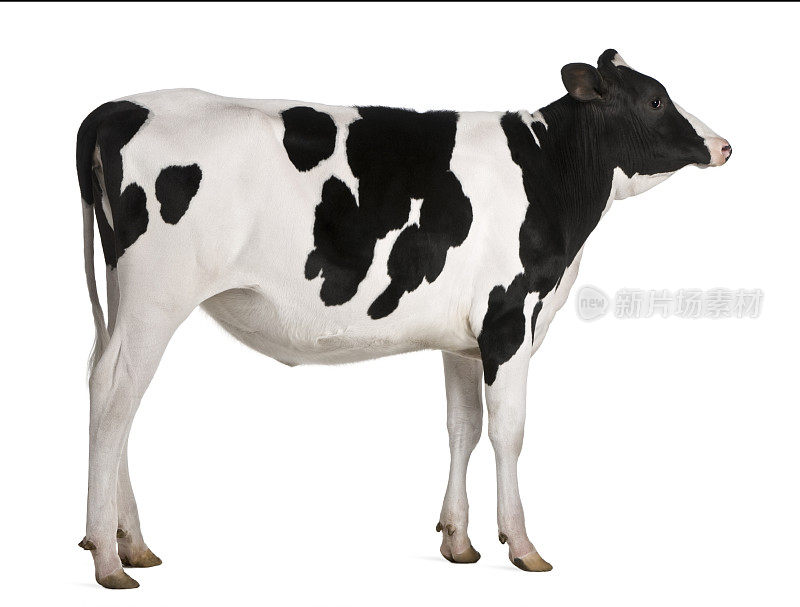 13个月大的荷斯坦奶牛，站在白色的背景下