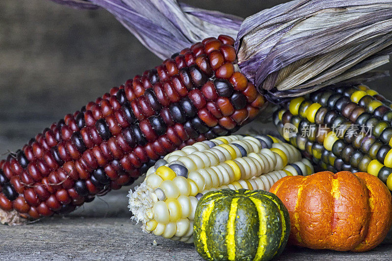 印第安玉米和秋天的南瓜在木材的背景