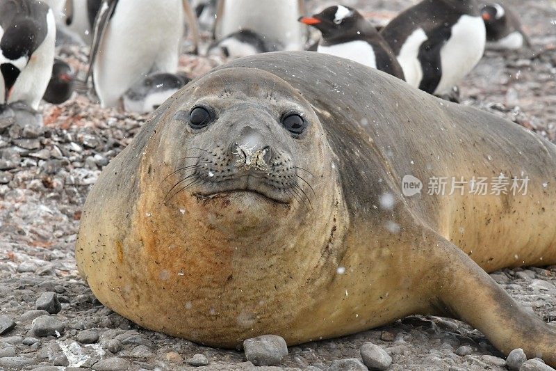 南象海豹