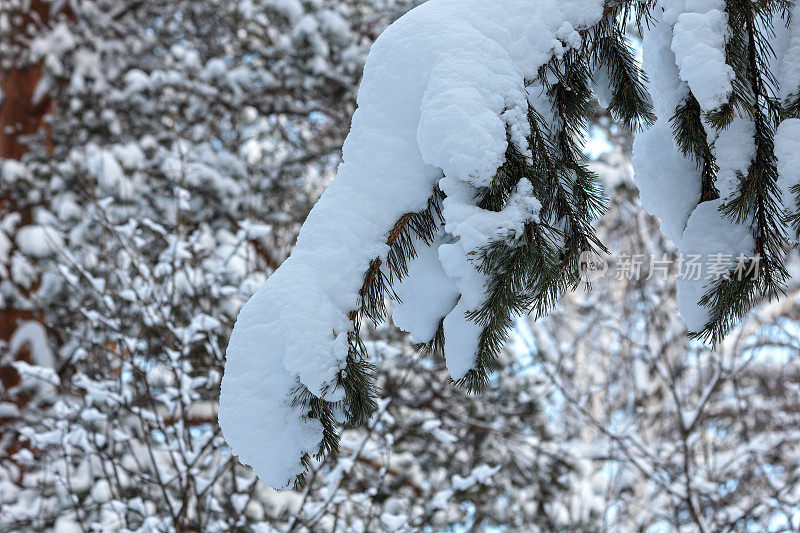 雪下的冷杉枝